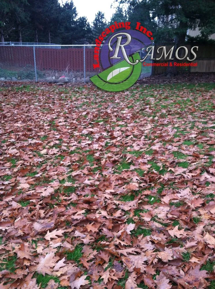 Reliable yard cleanup service in Seattle, WA - Ramos Landscaping
