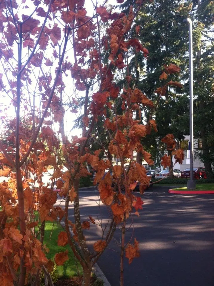 Affordable garden landscaping for residential properties across Seattle, WA - Ramos Landscaping