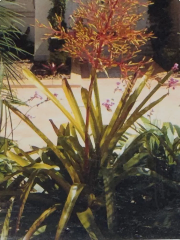 Custom landscaping services for outdoor upgrades across Miami Gardens, FL - Ramos Landscaping Services