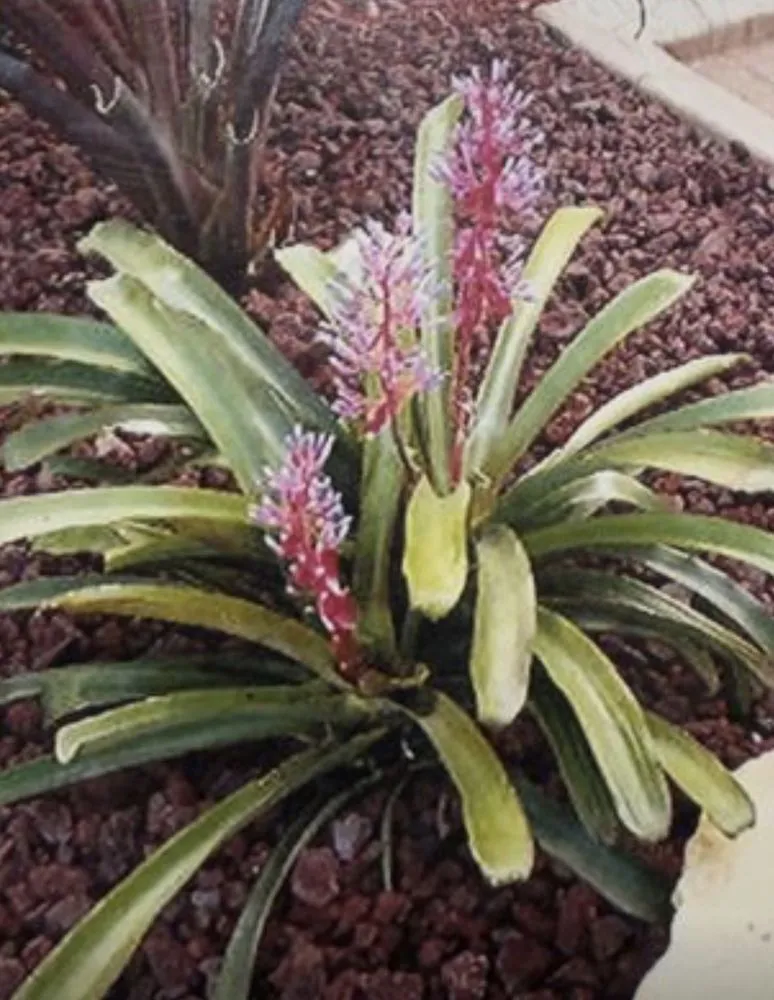 Reliable yard cleanup service near you across Miami Gardens, FL - Ramos Landscaping Services