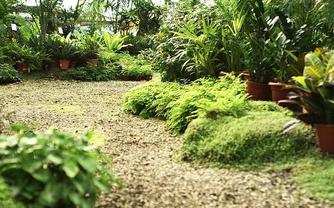 Expert yard cleanup service in Cle Elum, WA by Ramos Lawn Services