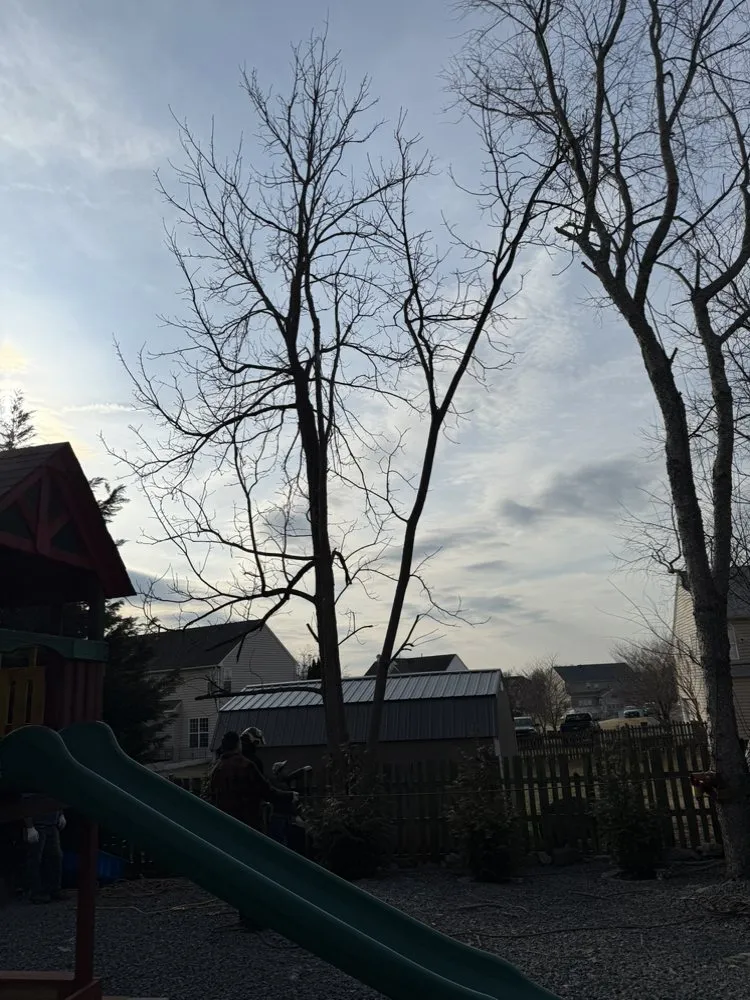 Trusted yard maintenance for residential properties across Culpeper, VA - Ramos Tree and Landscaping Service