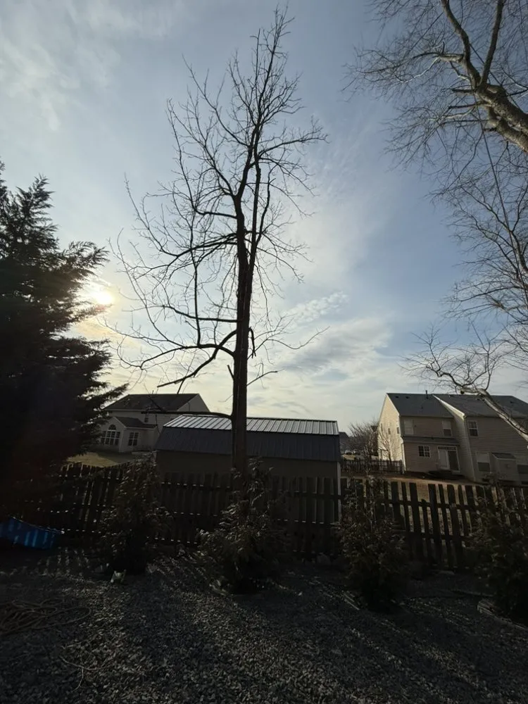 Professional landscape design in Culpeper, VA - Ramos Tree and Landscaping Service