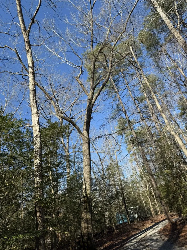 Affordable outdoor landscaping in Culpeper, VA - Ramos Tree and Landscaping Service