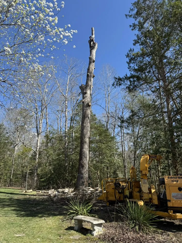 Top-rated yard cleanup service near you across Culpeper, VA - Ramos Tree and Landscaping Service