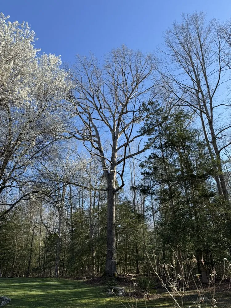 Trusted lawn care service experts serving Culpeper, VA - Ramos Tree and Landscaping Service