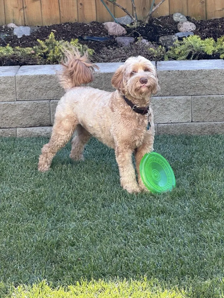 Custom landscaping services for outdoor upgrades across Warren, OR - Ramos Yard Maintenance