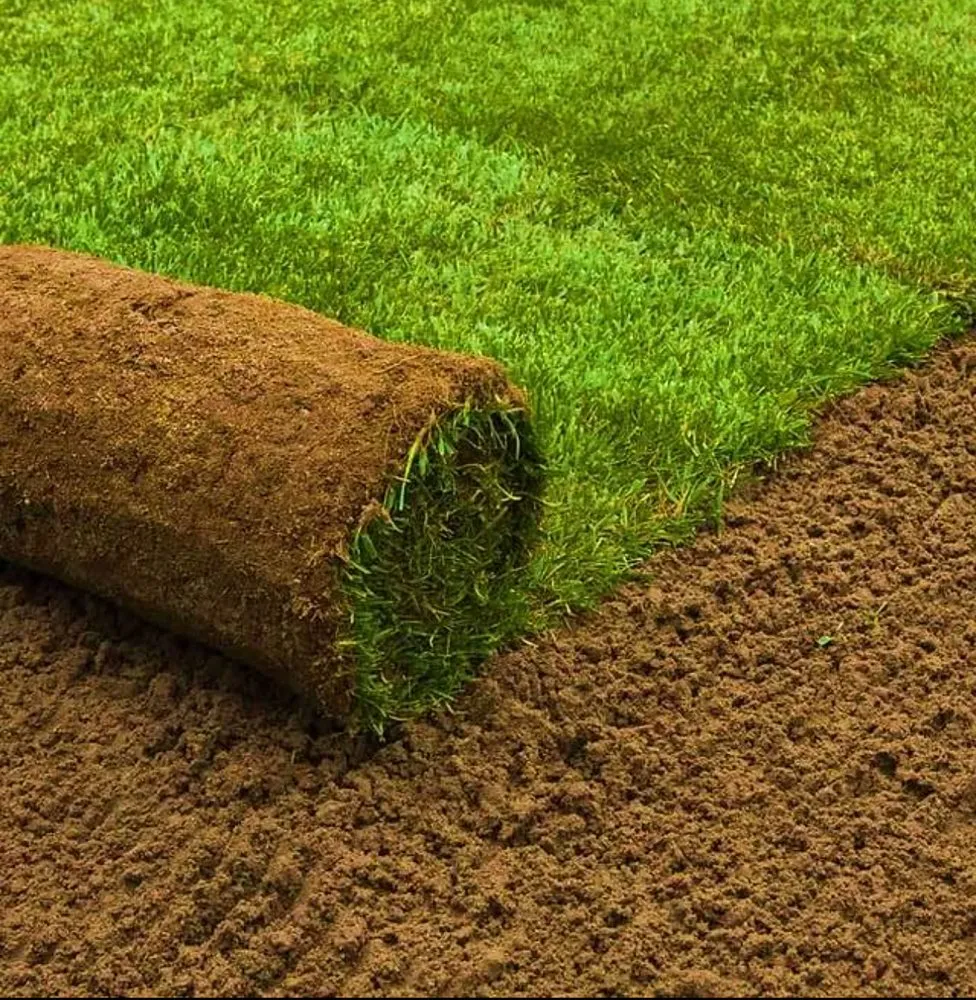 Trusted lawn care service in Plano, TX by Ramírez Irrigación Sprinkler Service