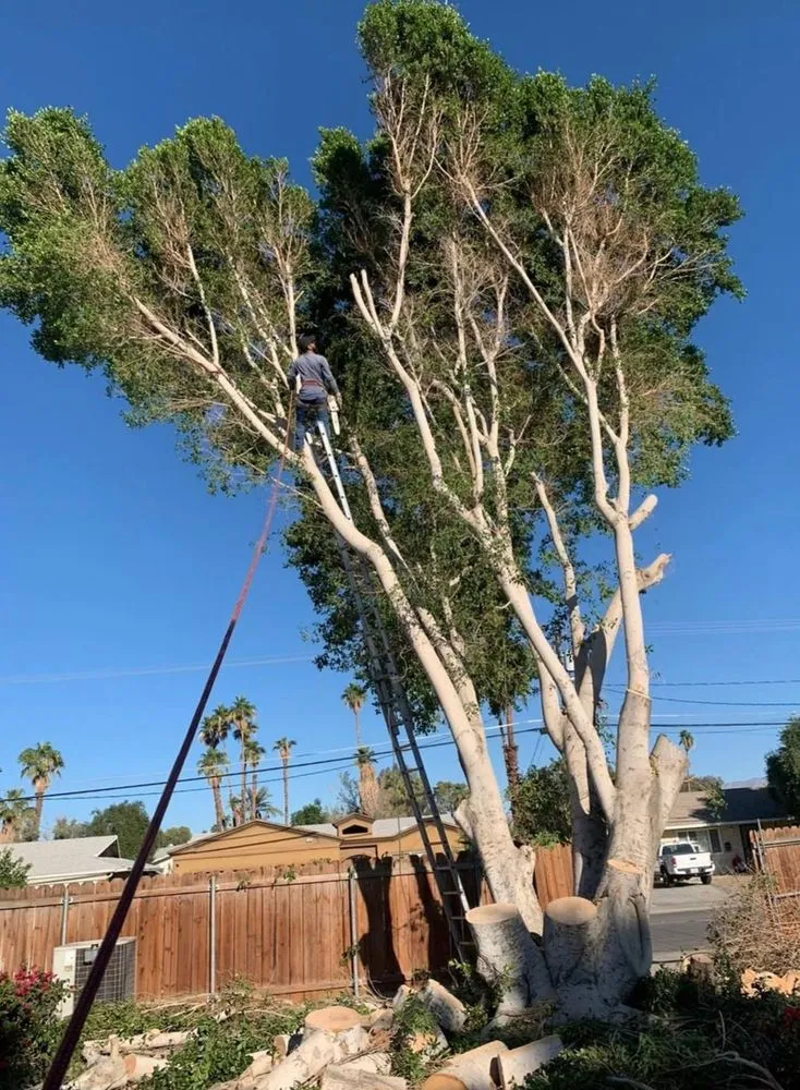 Affordable yard maintenance in Thousand Palms, CA - Ramírez services