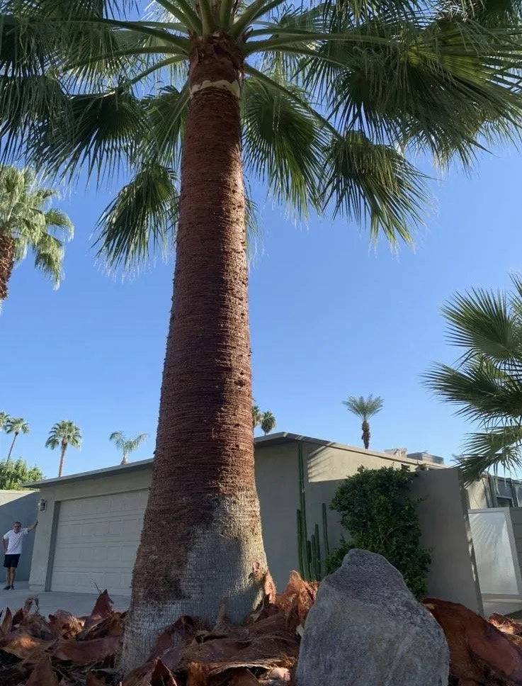 Local outdoor landscaping in Thousand Palms, CA by Ramírez services