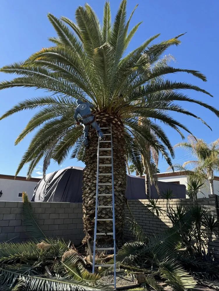 Reliable yard cleanup service for outdoor upgrades in Thousand Palms, CA by Ramírez services