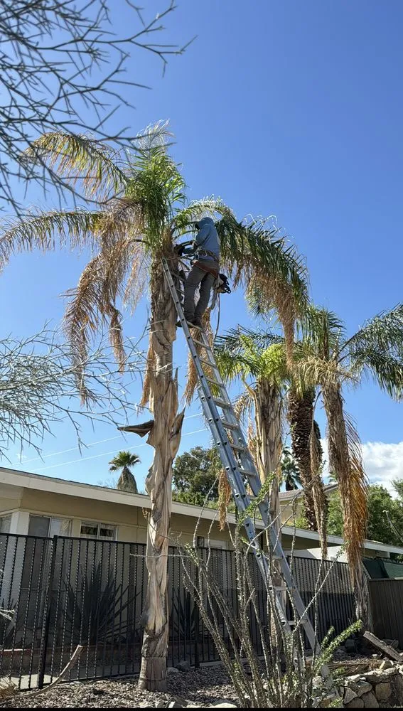 Top-rated residential landscaping experts serving Thousand Palms, CA - Ramírez services