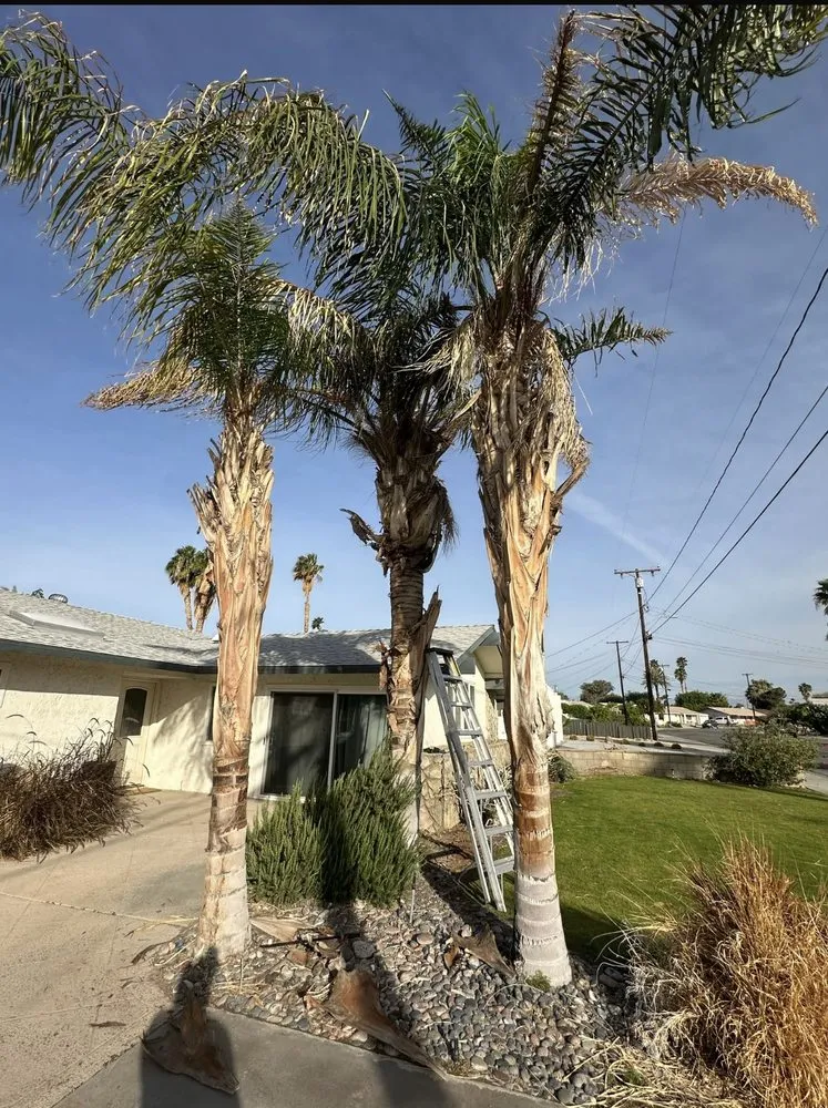 Trusted landscaping services in Thousand Palms, CA by Ramírez services