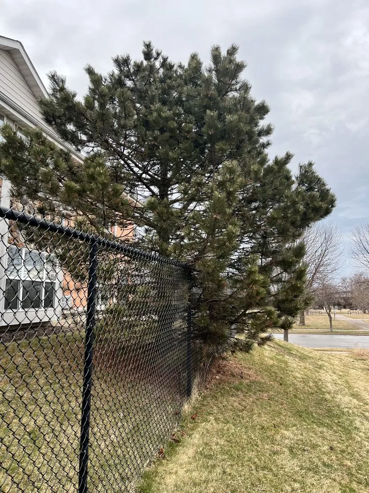 Trusted yard maintenance in Milwaukee, WI by Ramsey Merger