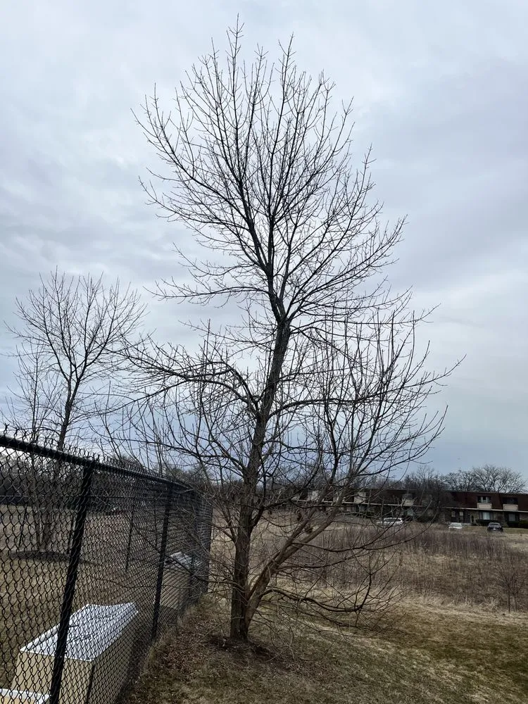 Local lawn mowing service for year-round maintenance across Milwaukee, WI - Ramsey Merger