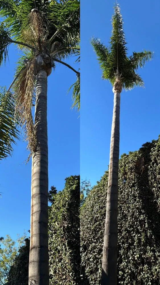 Professional lawn mowing service experts serving San Diego, CA - Rana’s Tree Service