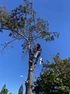 Rana’s Tree Service Logo