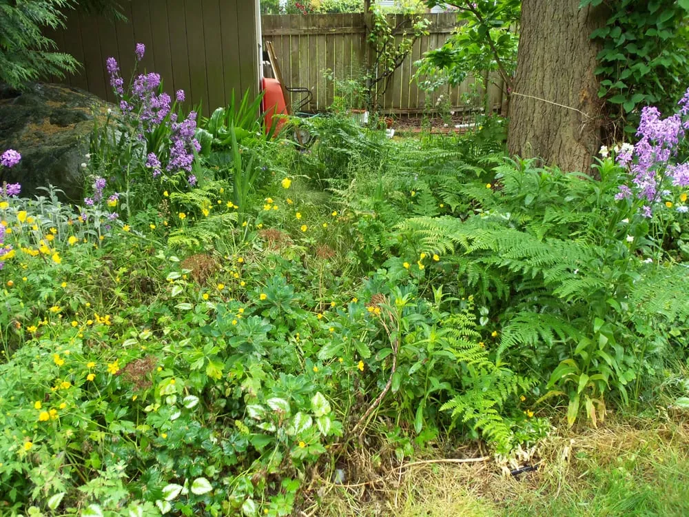 Affordable yard maintenance experts serving Burien, WA - Rances Lawn Care