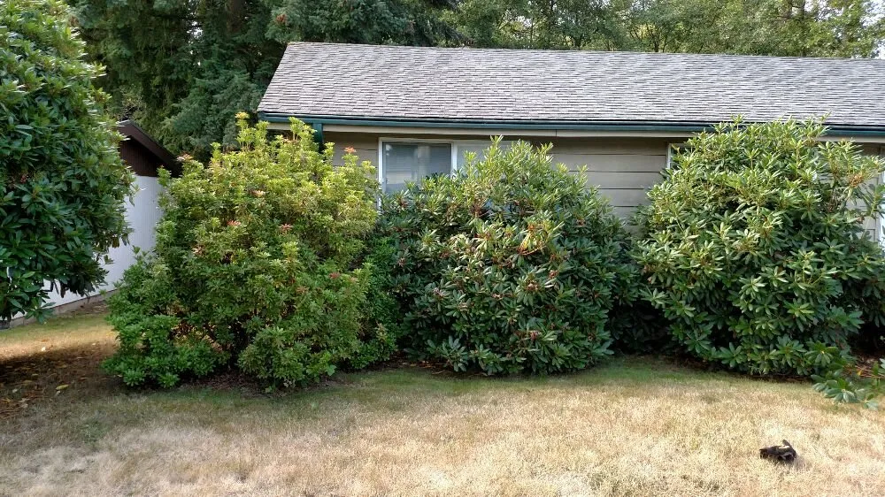 Top-rated lawn care service in Burien, WA by Rances Lawn Care