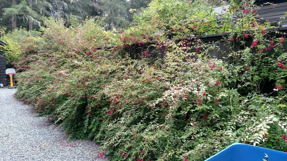 Local lawn care service with custom design across Burien, WA - Rances Lawn Care