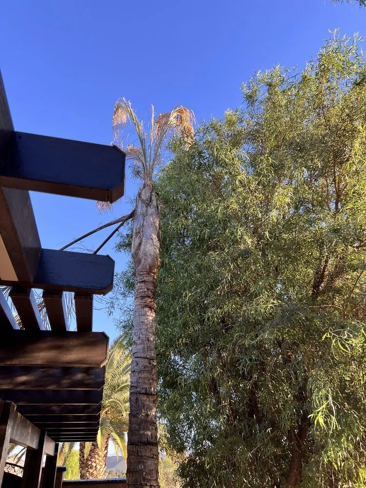 Affordable yard maintenance for beautiful yards across Bakersfield, CA - Rancho Tree Service