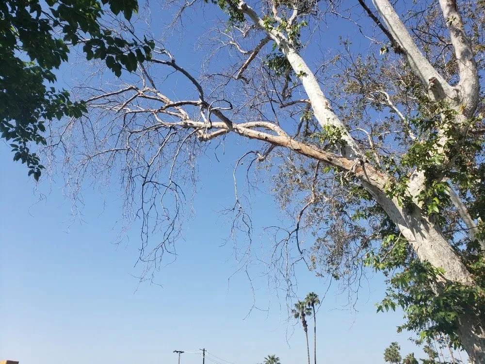 Trusted outdoor landscaping experts serving Bakersfield, CA - Rancho Tree Service