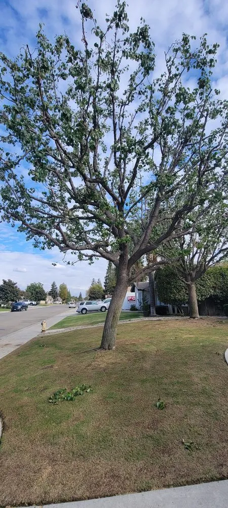 Professional landscape installation experts serving Bakersfield, CA - Rancho Tree Service