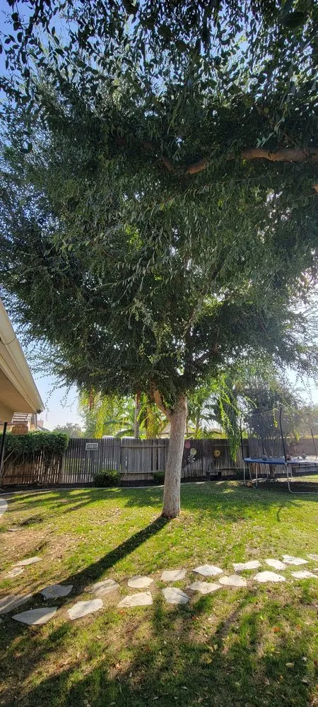 Top-rated lawn care service in Bakersfield, CA - Rancho Tree Service