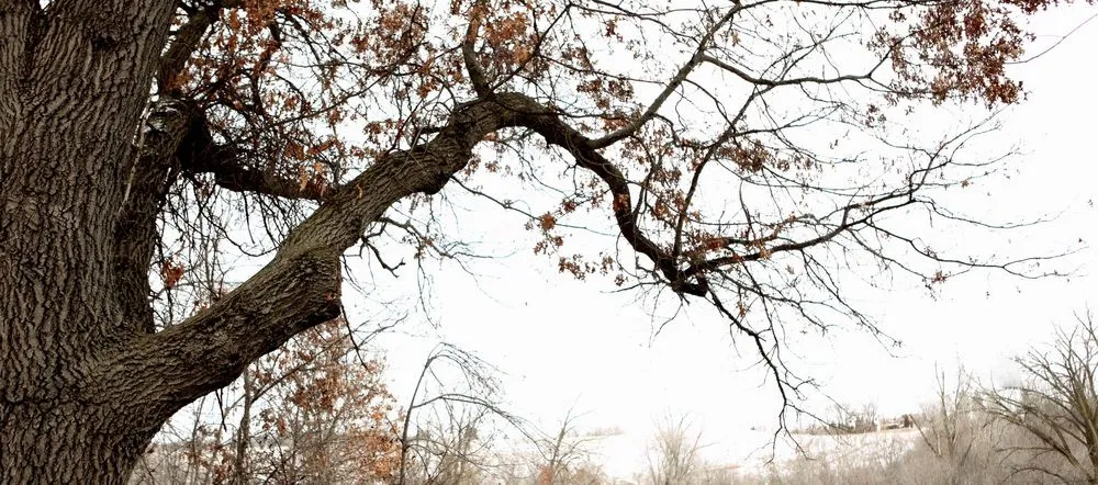 Local landscaping services near you in Oak Park Heights, MN by Randal Tree Service