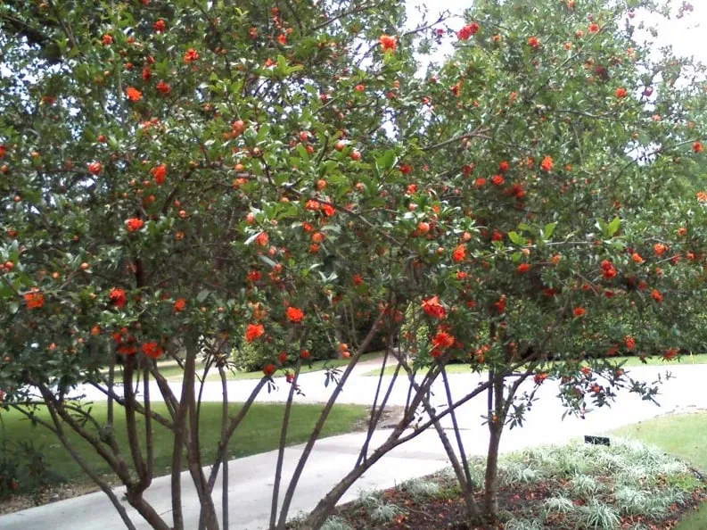 Local yard maintenance experts serving Austin, TX - Randolph Landscapes