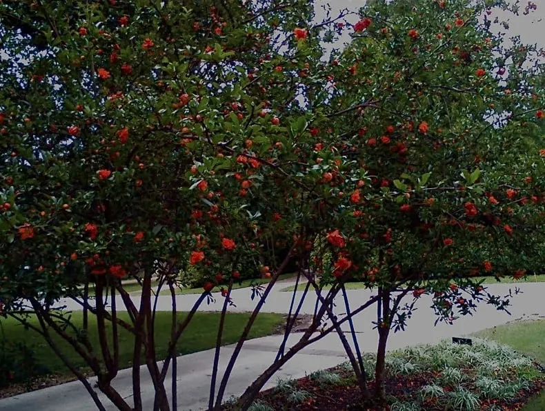 Custom outdoor landscaping experts serving Austin, TX - Randolph Landscapes