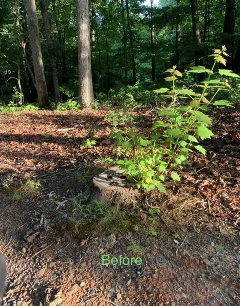 Custom landscaping services in Asheboro, NC by Randolph Stump Grinding