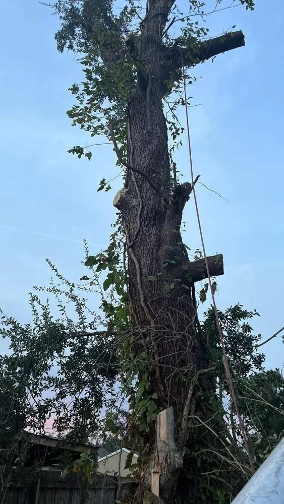 Expert outdoor landscaping experts serving Luling, LA - Randy Graver Services