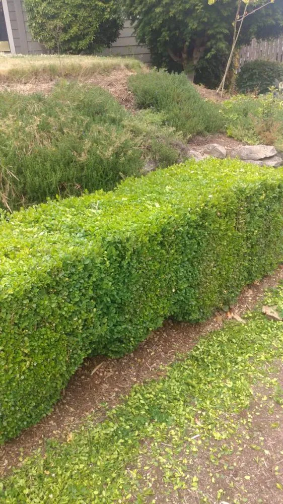 Reliable lawn care service for beautiful yards in Beaverton, OR by Randy Landscaping Services