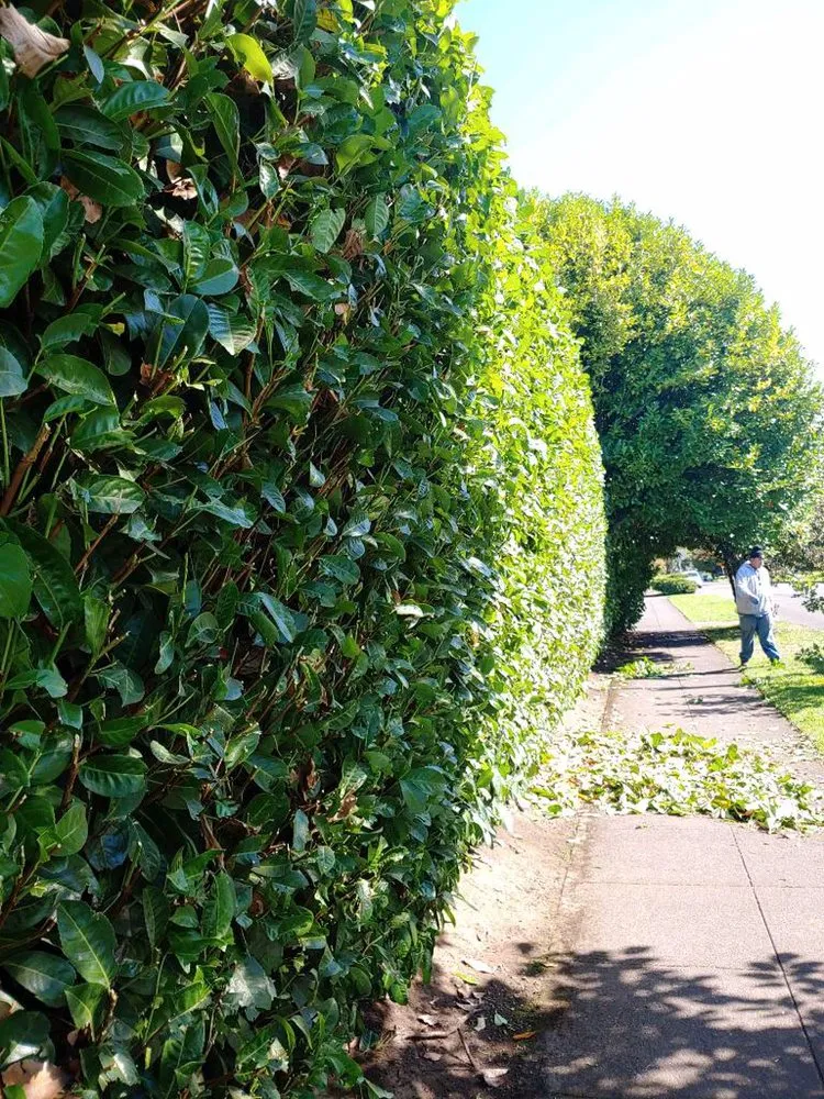 Custom outdoor landscaping in Beaverton, OR - Randy Landscaping Services