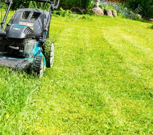 Top-rated landscaping services in Schertz, TX - Randy Lawn Care