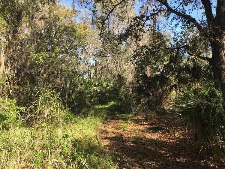 Top-rated landscaping services for year-round maintenance in Riverview, FL by Randy Talaski