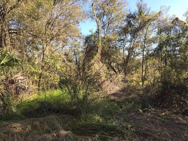 Custom yard maintenance for beautiful yards across Riverview, FL - Randy Talaski