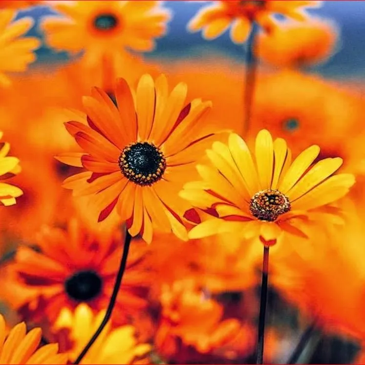 Expert yard cleanup service for beautiful yards in Athens, PA by Randy's Greenhouse