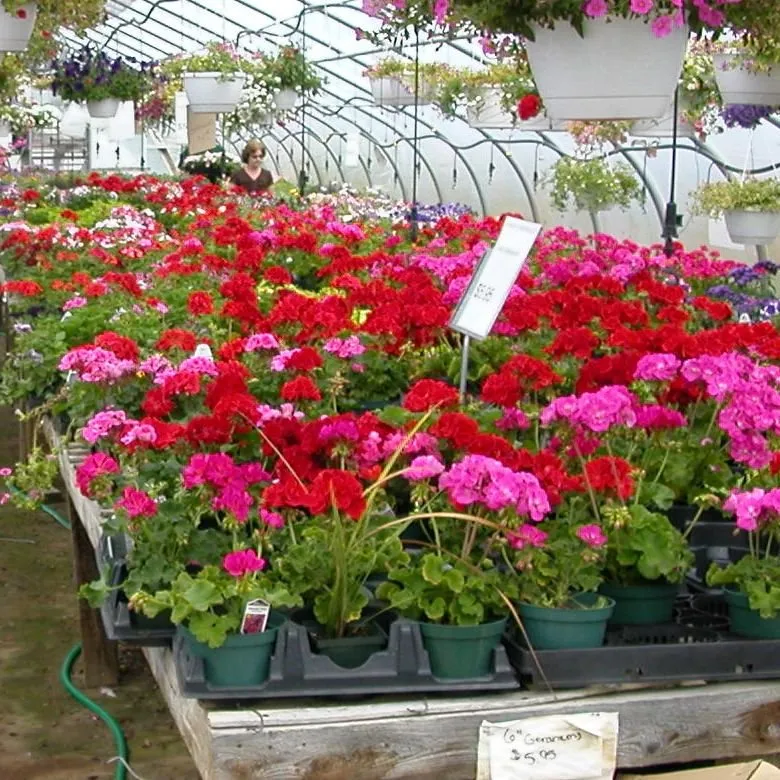 Top-rated yard cleanup service in Athens, PA - Randy's Greenhouse