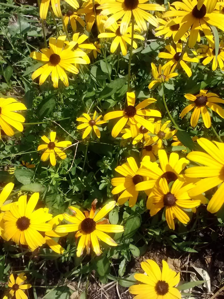 Local lawn mowing service near you across Nottingham, MD - Randy's Landscaping