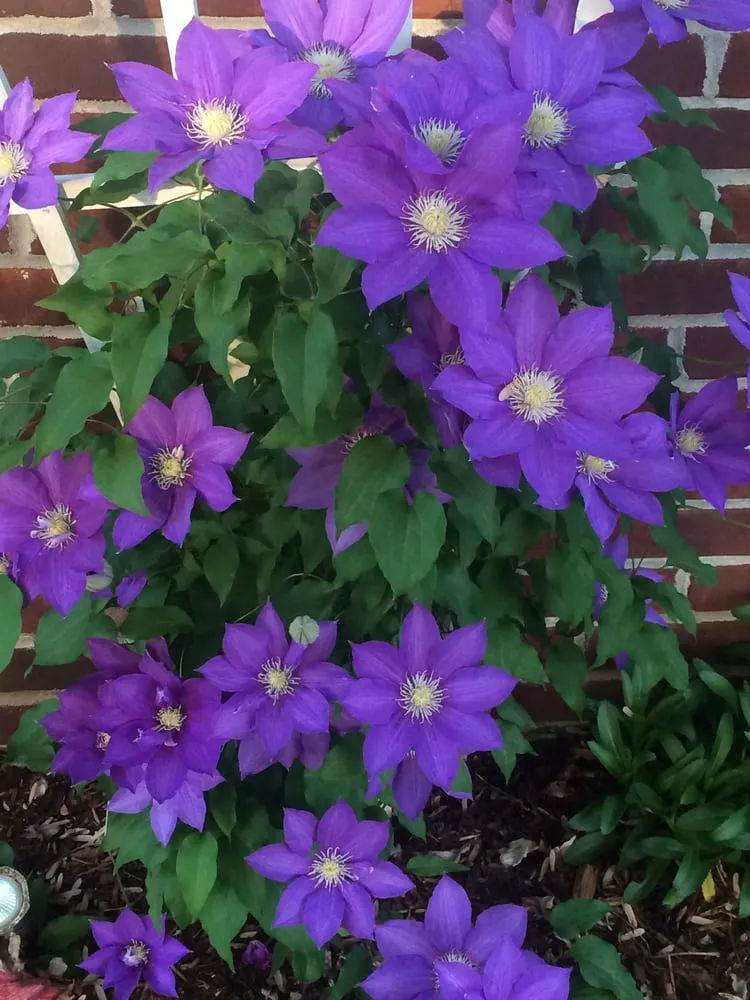 Custom yard maintenance in Nottingham, MD - Randy's Landscaping