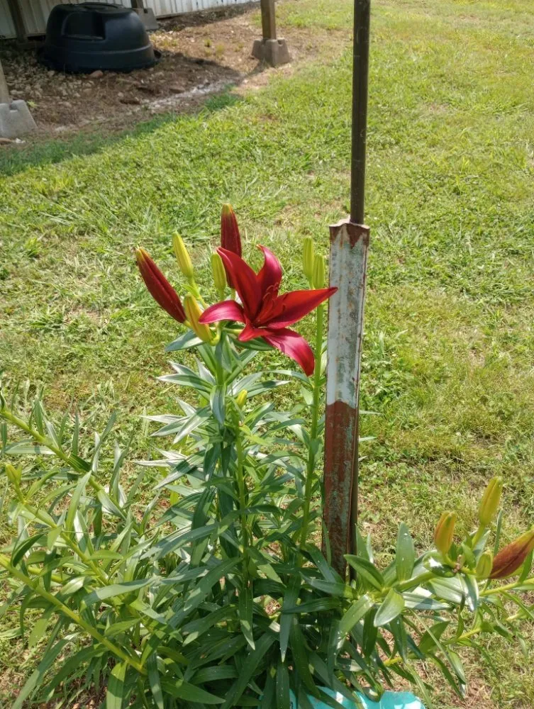 Professional garden landscaping in Columbia, TN - Randy's Lawn Care