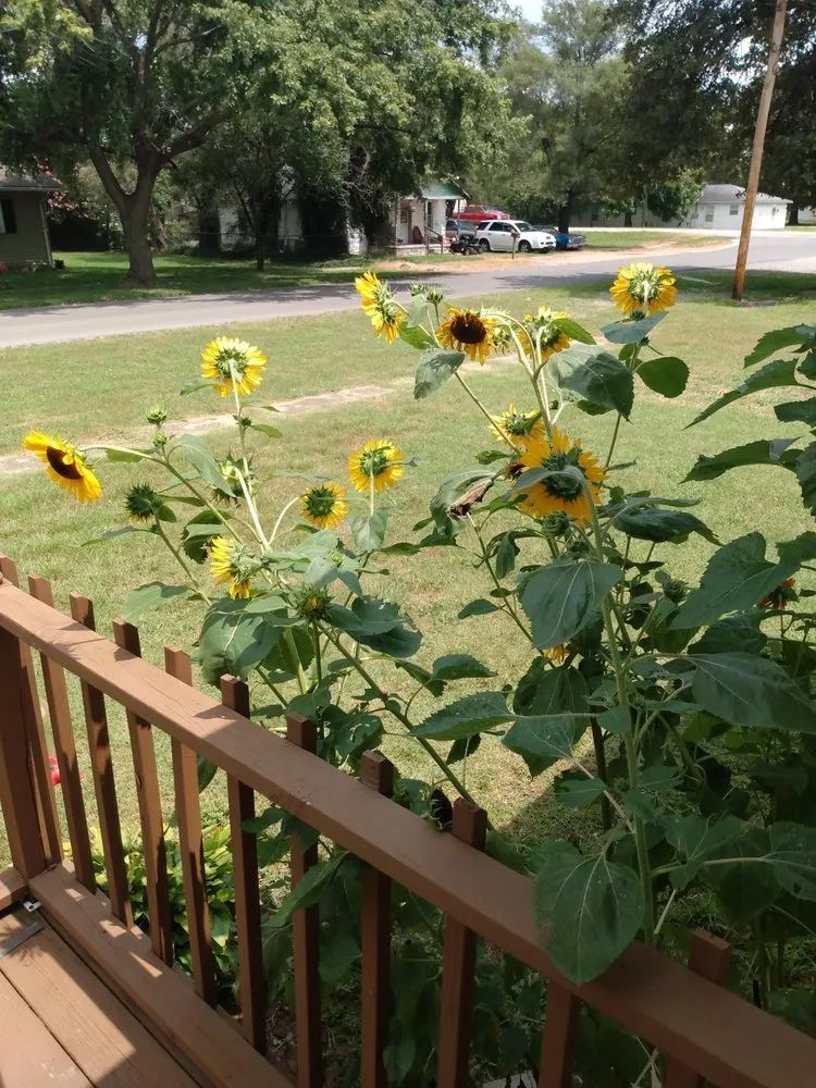 Affordable residential landscaping experts serving Bernie, MO - Randy's Lawn Service