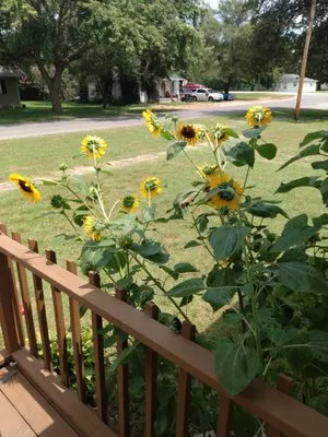 Randy's Lawn Service