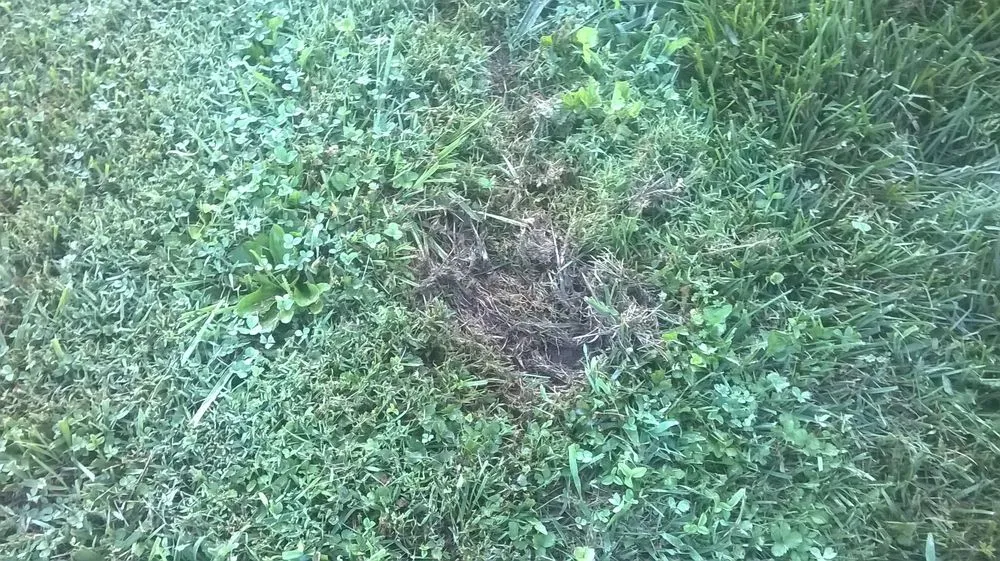 Local lawn mowing service for residential properties across Christiansburg, VA - Randy's Lawn Services