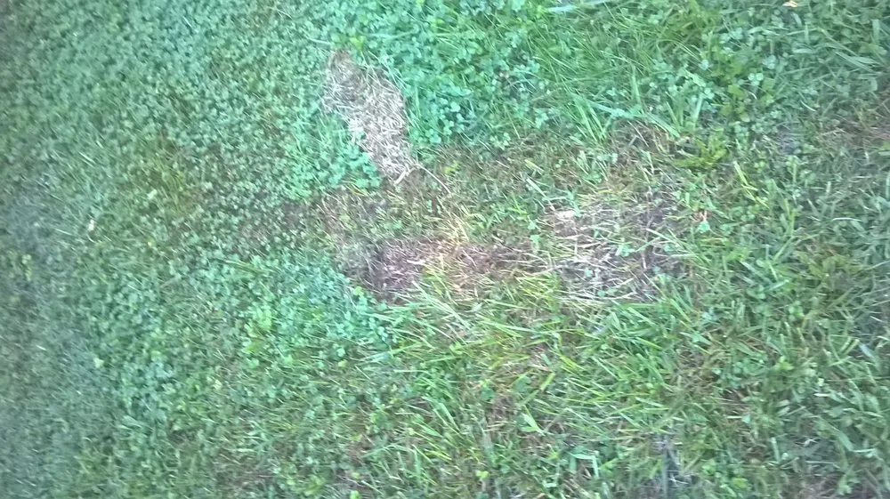 Trusted lawn care service experts serving Christiansburg, VA - Randy's Lawn Services