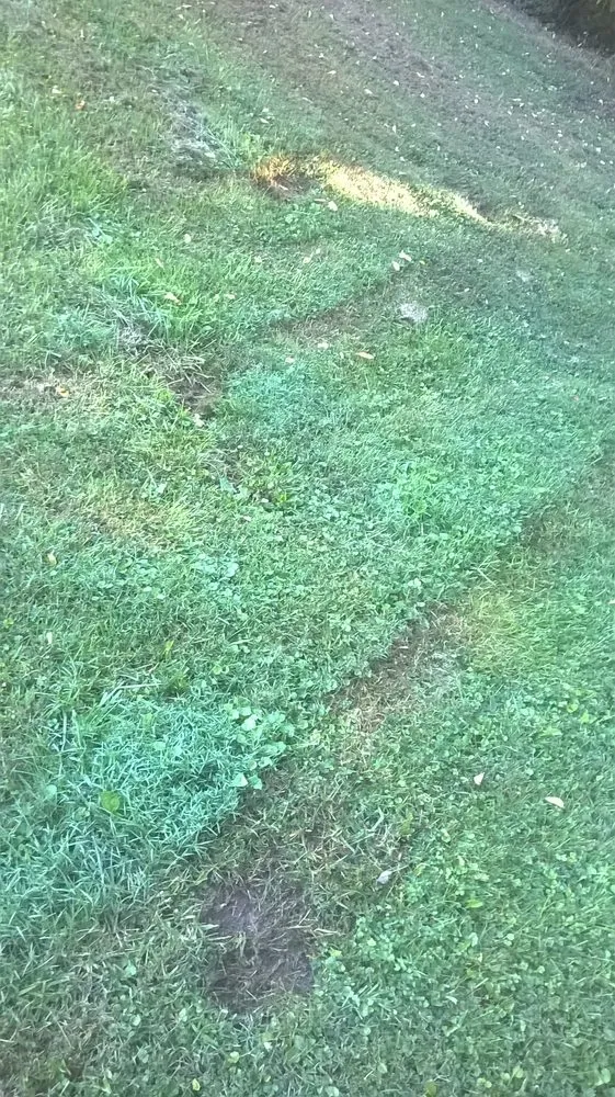 Local yard cleanup service experts serving Christiansburg, VA - Randy's Lawn Services