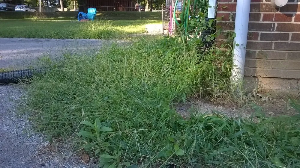 Affordable lawn care service experts serving Christiansburg, VA - Randy's Lawn Services