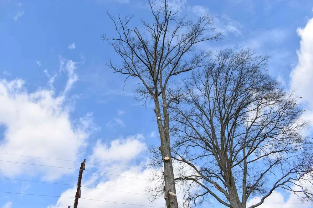 Reliable lawn care service in Piscataway, NJ by Randy's Pro Landscaping & Tree Service